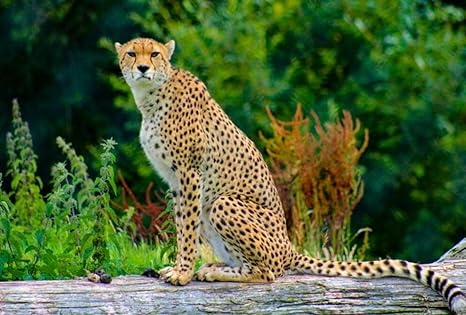 Amazon Co Jp 野生のチーターの動物イラスト 1000個のハイエンド素材 屋内ゲーム メンタルチャレンジ 家とオフィスの装飾 Diyギフト 取り外し可能 おもちゃ