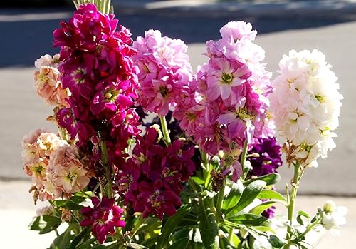 Miniatura 3 de Gillyflower Mix Gilliflower Stock Flower Matthiola Incana Rose Blend Mix 150+ Semillas