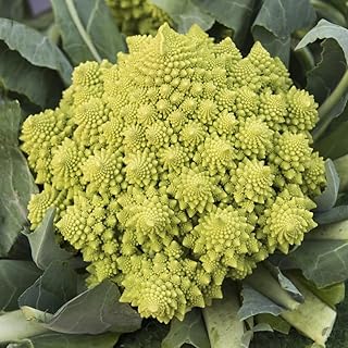 Grow Your Own Garden Delight: Romanesco Cauliflower Seeds 'Veronica' Review