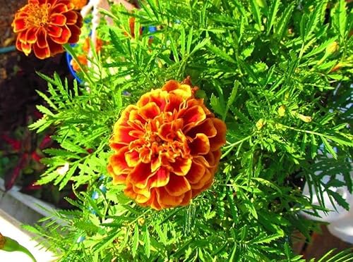 Miniatura 4 de 200 colores mezclados semillas de caléndula flores enanas francesas plantando al aire libre jardín