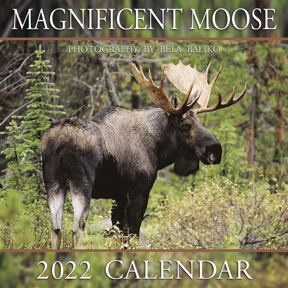 Bela Baliko Photography, Magnificent Moose 2022 Wall Calendar