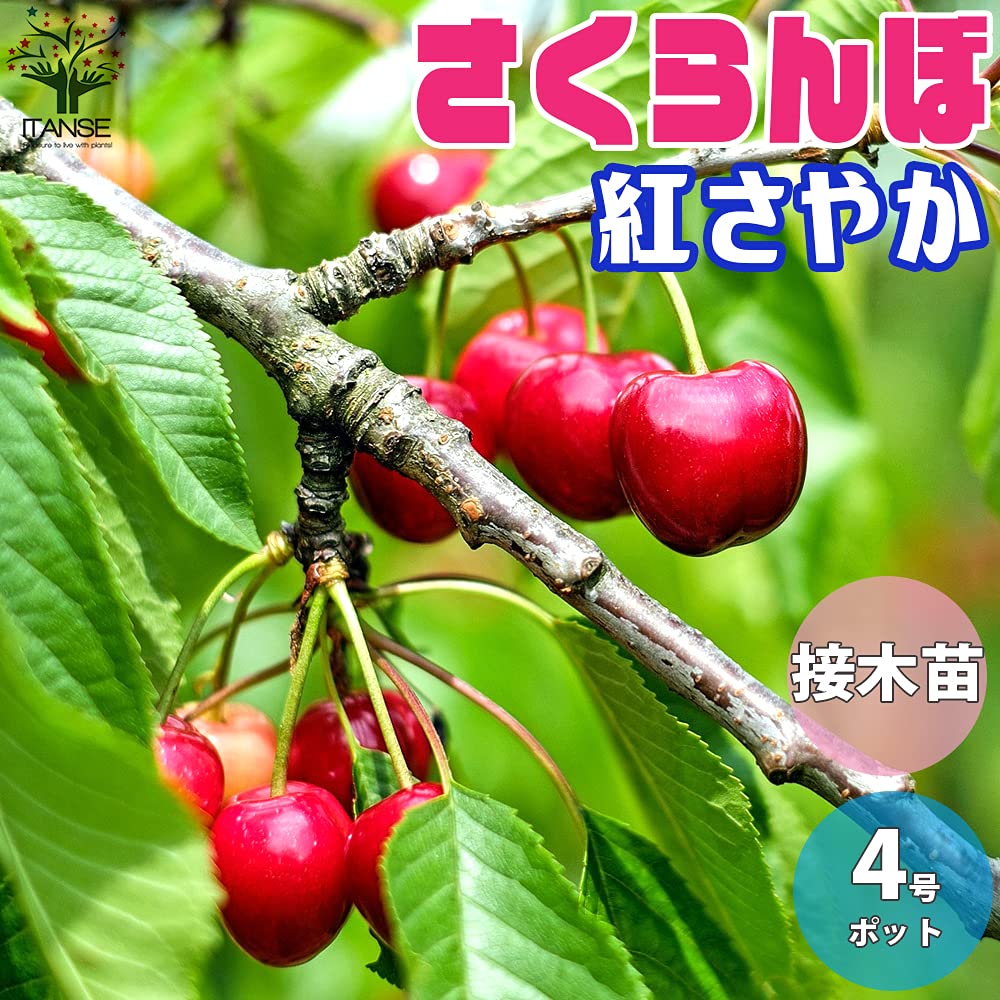 Amazon.co.jp: さくらんぼの苗 紅さやか【品種で選べる果樹苗木 12cm