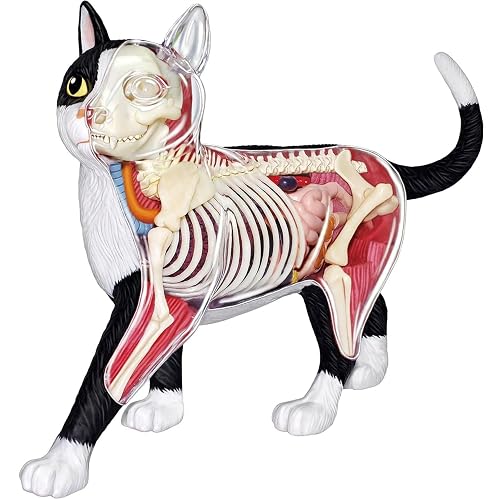 4D Vision Cat Anatomy Model, 28 Parts for Animal Teaching