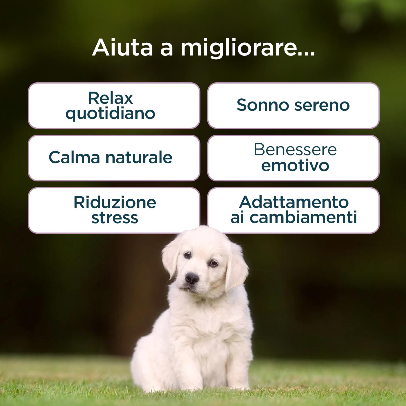 Calma & Serenità per Cani | Integratore Naturale con Valeriana, Passiflora e Camomilla | Supporto Relax, Sonno Sereno e Benessere Emotivo | 60 Bocconcini Gusto Manzo