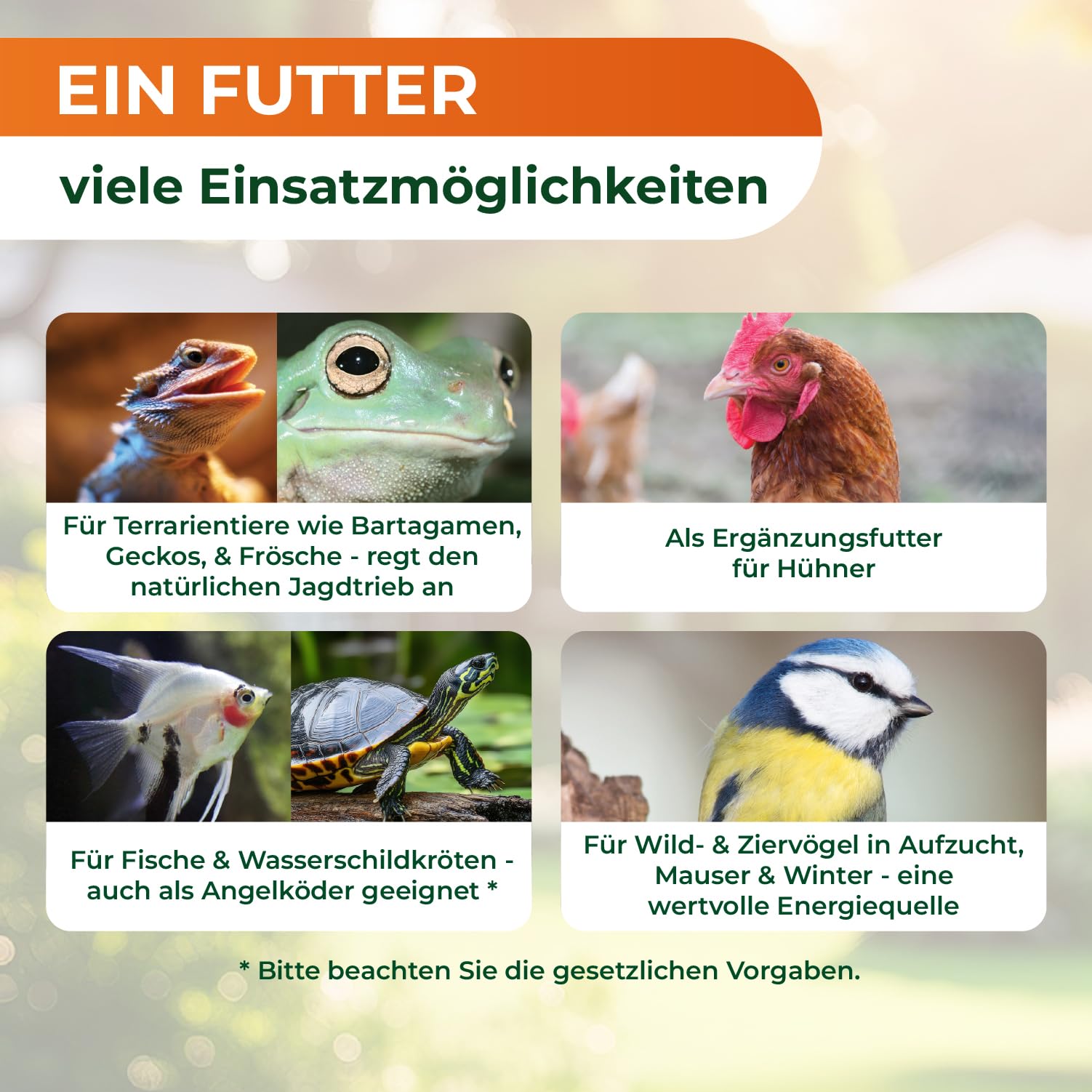 Legona Mehlwürmer lebend 1 kg - Futterinsekten für Terrariumtiere und Hühner - Tenebrio Molitor Larven - In Thermobox verpackt, kühl lagerbar