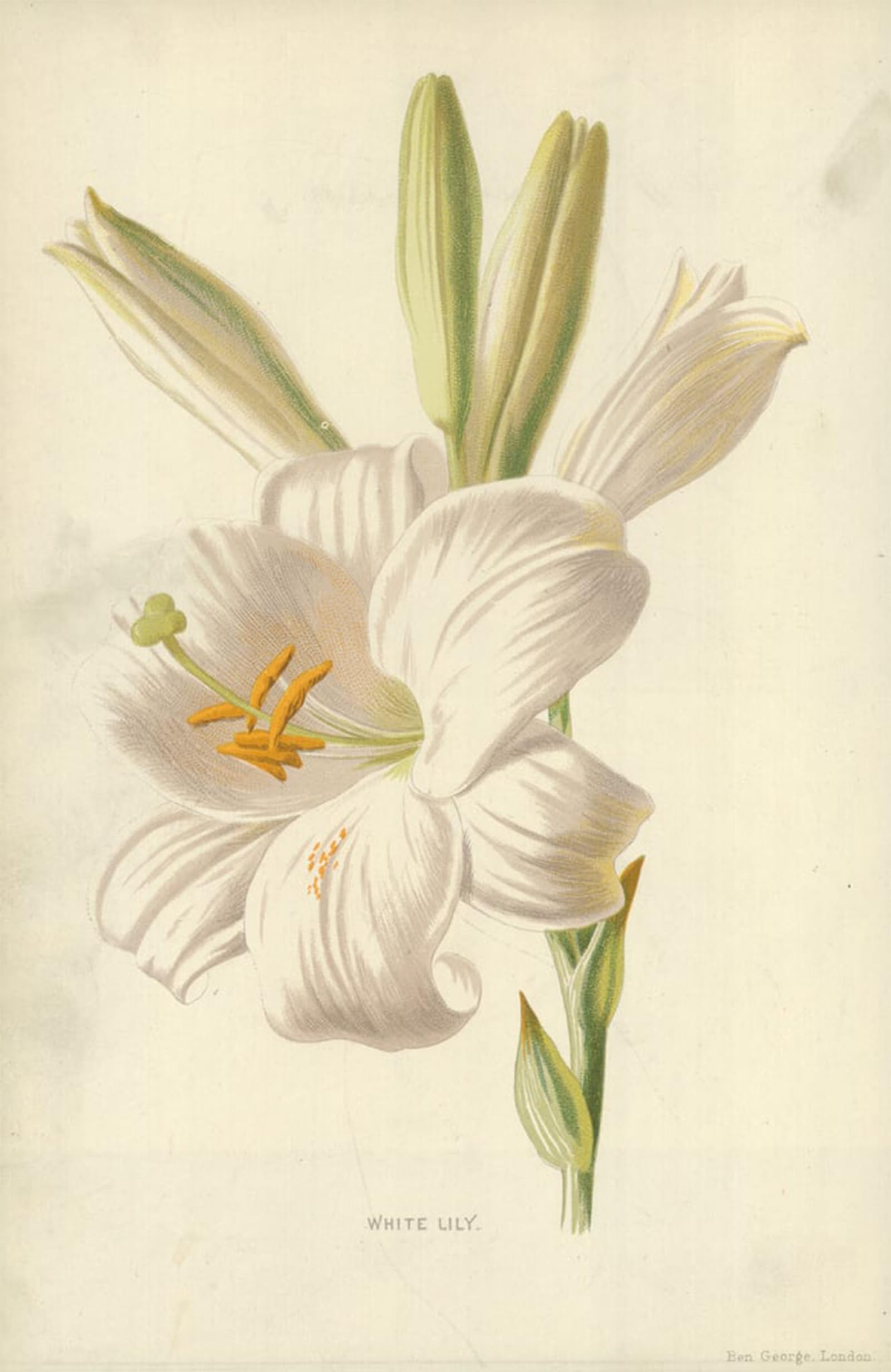 POSTERIIk Vintage Print Pop Art Landscape Artwork White Lily by Frederick Edward Hulme Art Prints for Office Home Decor 60x90cm