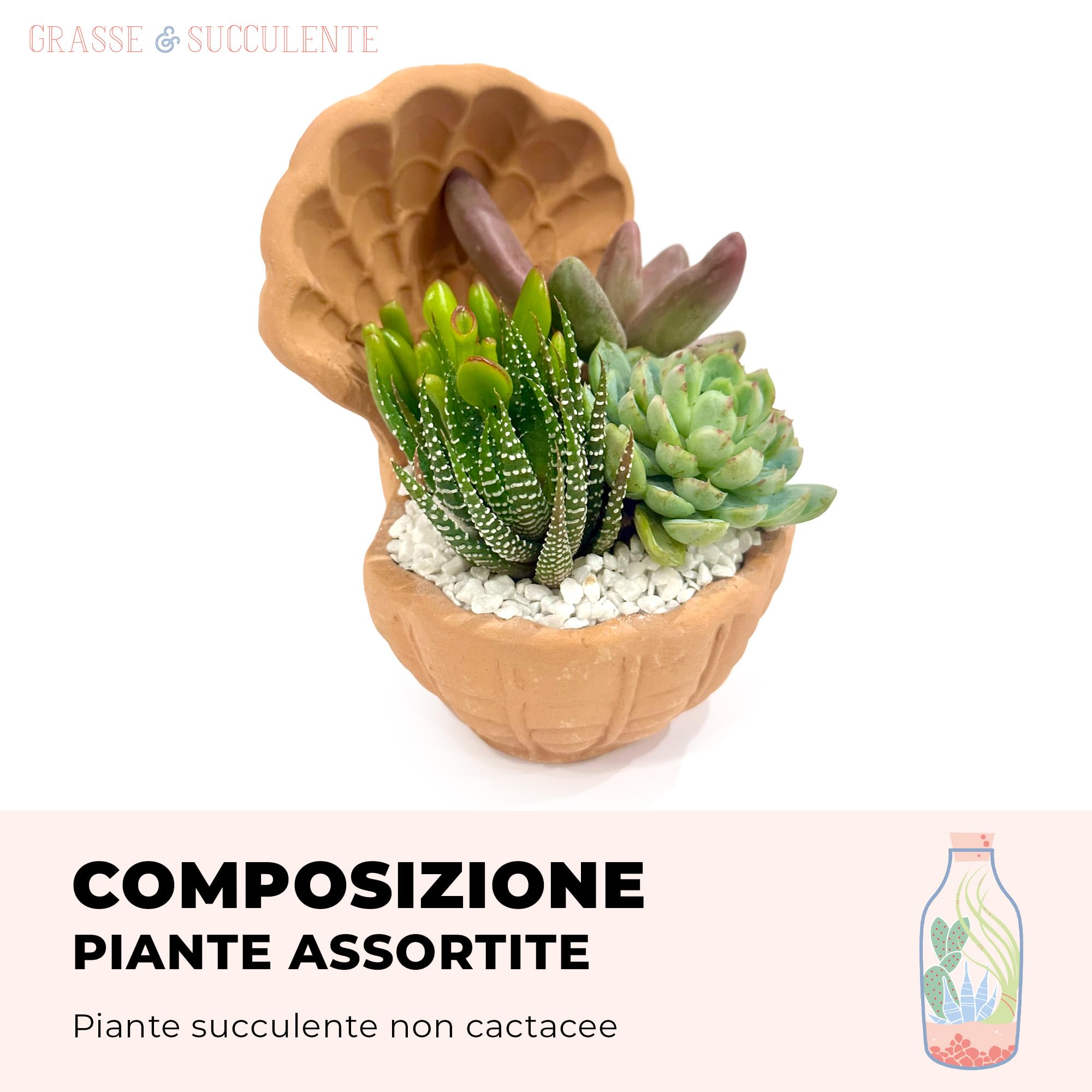 Composizione di Succulente Vere in Vaso in Terracotta a Conchiglia, Mini Giardino Decorativo 20x20x14 cm, Piante Grasse Facili da Curare per Casa e Ufficio, Idea Regalo