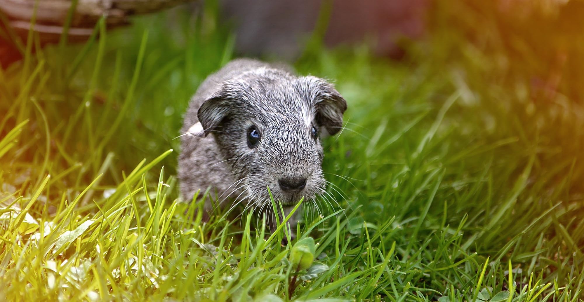 Schaf & Kleintierweide Samen. Frischfutter für Schafe, Hasen, Meerschweinchen usw. (100m² = 200,0g)