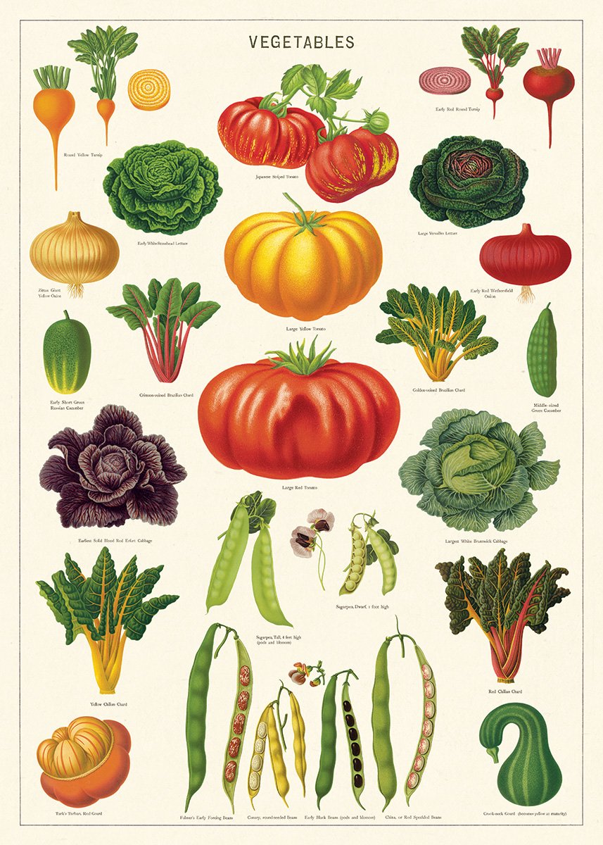 CavalliniDecorative Paper - Vegetable Garden 20"x28" Sheet