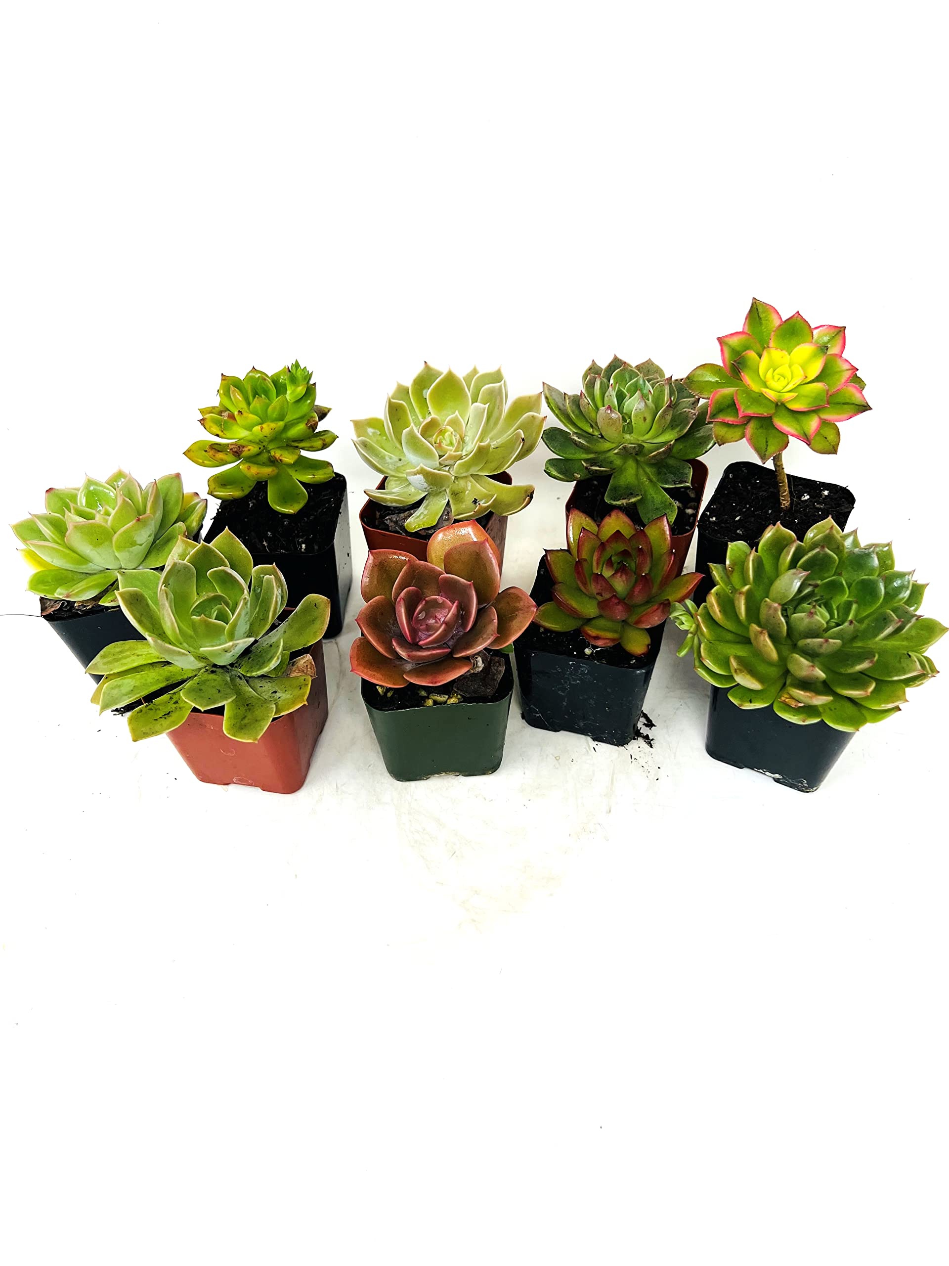 JM BAMBOODesert Echeveria Succulent Collection 3 Pack 2'' pots -Live Plants