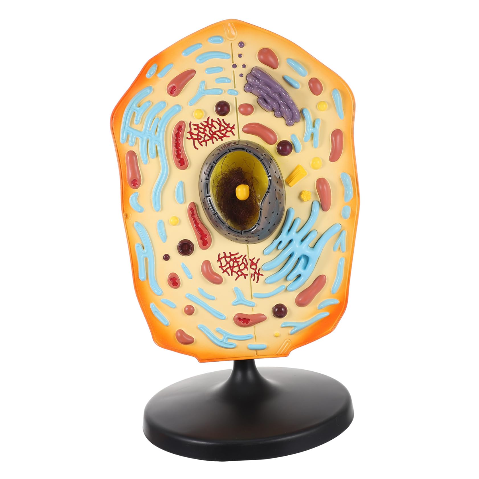 VICASKY Biology Teaching Animal Cell Anatomy Model Equipment Show Animal Cell Model Educational Science Kit for Biology Cell Anatomy and Science Projects