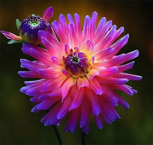 Miniatura 4 de Semillas de plantas de jardín, semillas de flores, mezcla rara, colores de dalia, 100 unidades