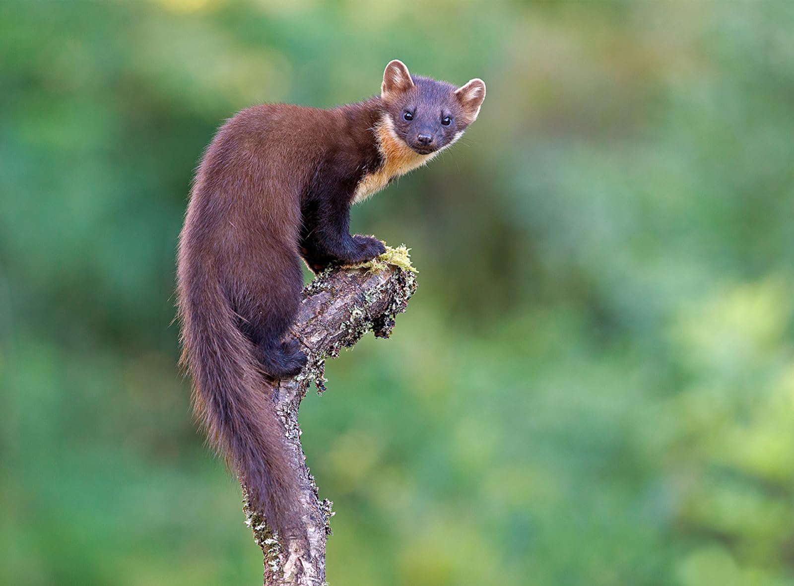 Puzzlespiele für Kinder Puzzles 2000 Teile Marten Mustelids Animal70X100CM