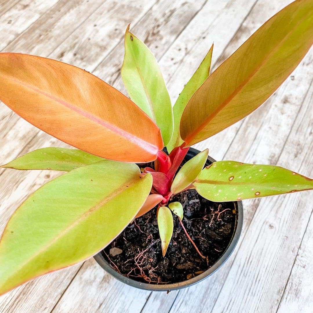 littlejungle Philodendron Prince Of Orange - Healthy Live Plants With White Pots, Air Purifying Plant, Indoor Plants With Pots For Home