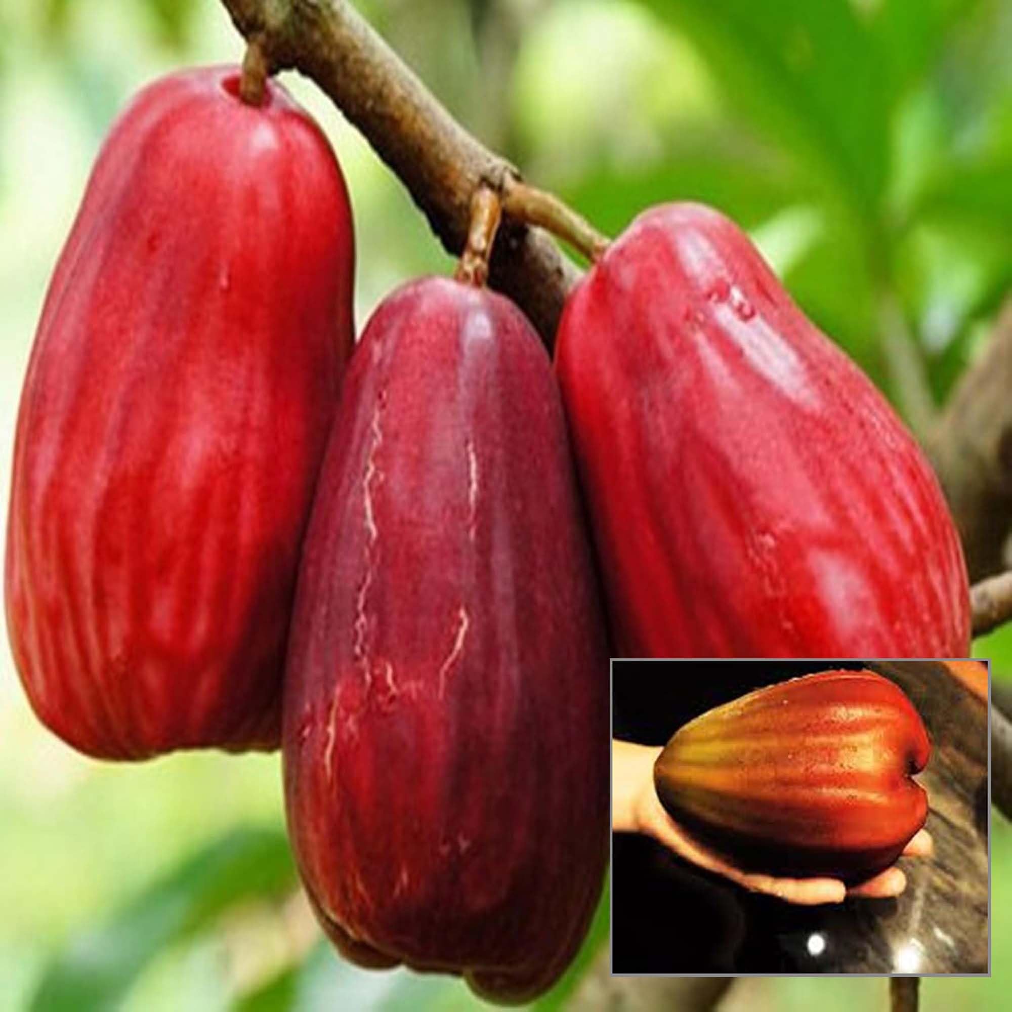 TAPOBON Jambu King Kong Wax Apple Water Apple Java Apple Jamrul Chamba Layering/Grafted Fruit Live Plant (1.5-3 Feet Height) (B0CLX72GY8) Amazon Price History, Amazon Price Tracker