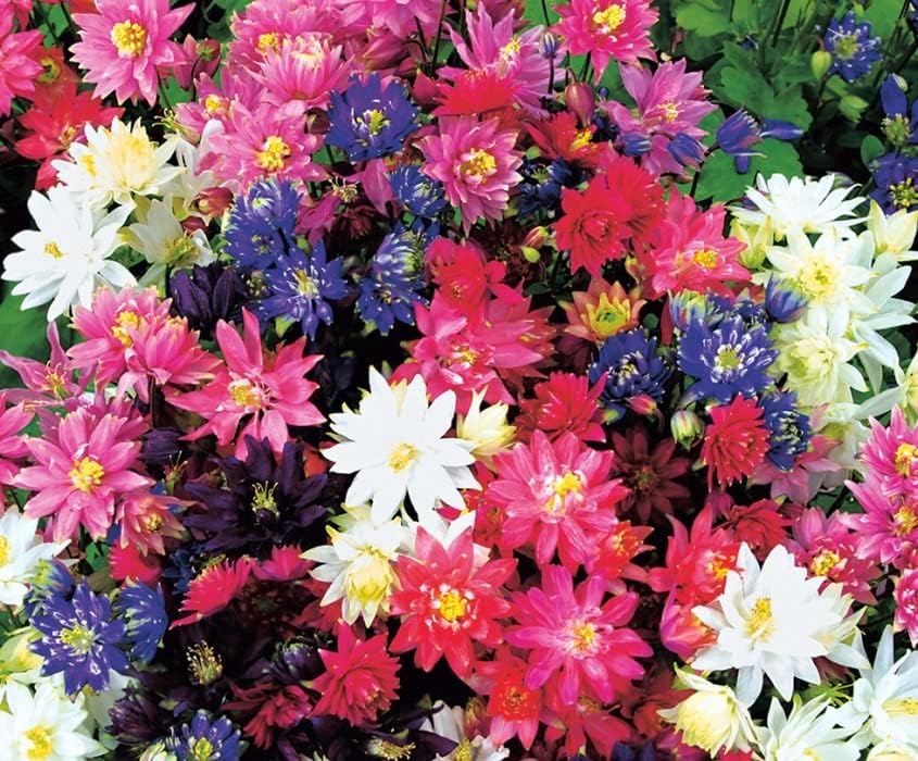 Miniatura 4 de RAISE ME UP Semillas Columbine Doble Mezcla Flores Perennes