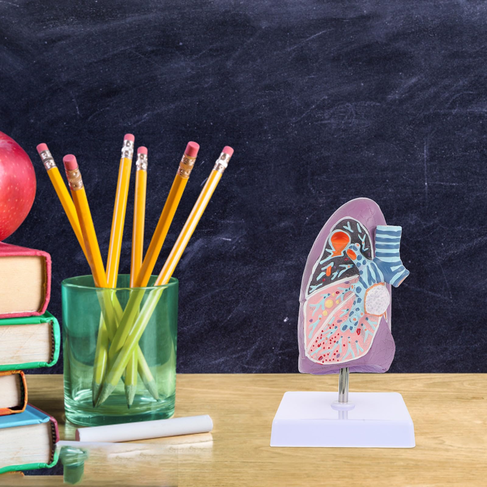 GALPADA Modèle pour Enseignement en Plastique de L'anatomie Physiologie Pulmonaire Respiratoire Pédagogique Réaliste Destiné aux Étudiants
