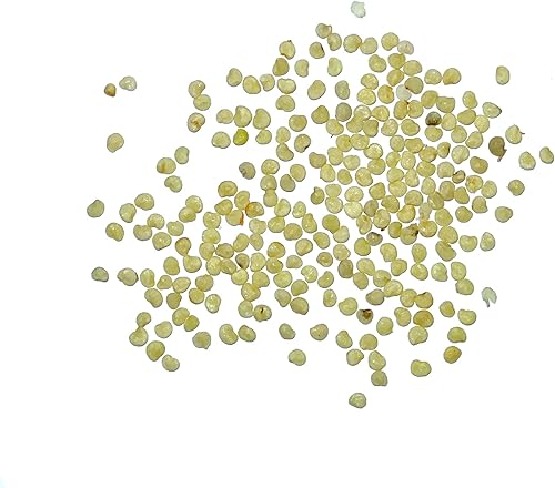 Miniatura 4 de Seed Needs Semillas de linterna china para plantar (Physalis Alkekengi) reliquia y cerezas de cáscara ornamental de naranja polinizada abierta,