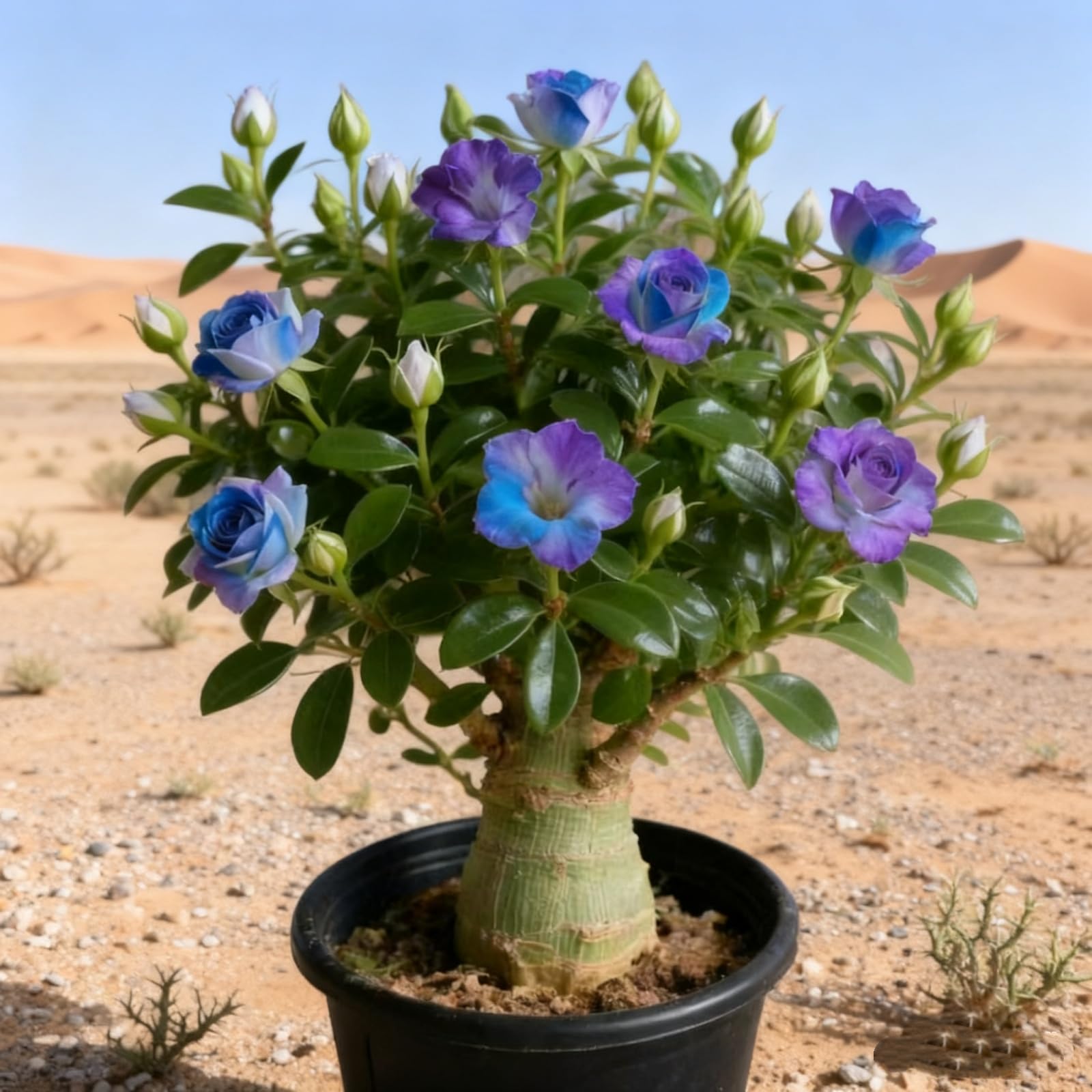 Rosa del Desierto Rhizomes-Fáciles de cuidar/Aptos para macetas y jardines pequeños/Floración temprana-5 Rhizomes-B