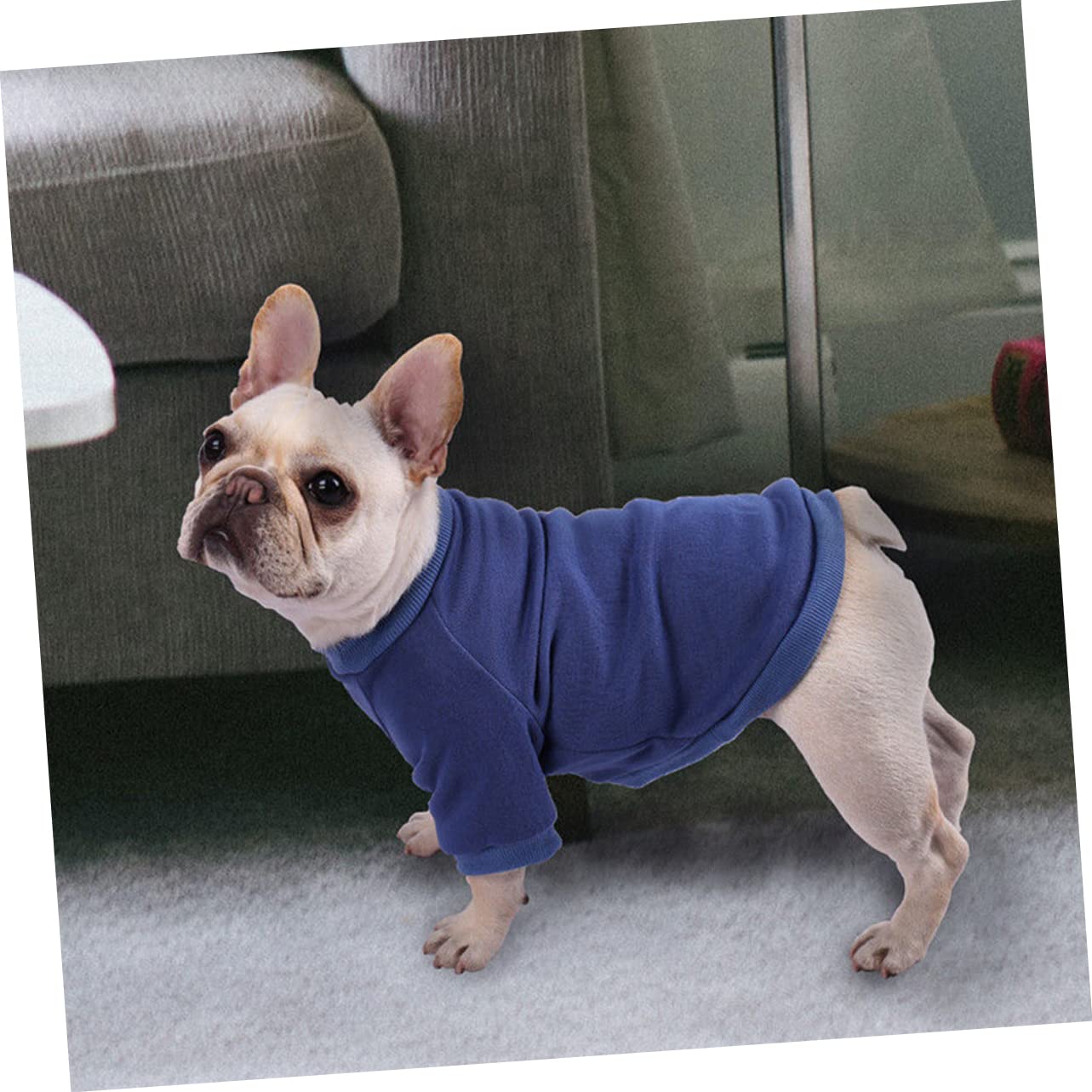 POPETPOP 5 Pezzi Adorabile Cucciolo Giacca Cane Felpa Traspirante Caldo Abbigliamento Per Animali Domestici Cucciolo Cappotto Per Esterni