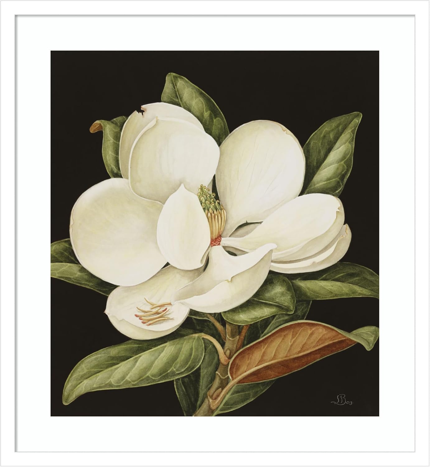 Amanti Art Framed Wall Art Print 35x32 Magnolia Grandiflora 2003 by Jenny Barron, Flowers Wall Art, Traditional Decor, Large Poster Painting Artwork for Living Room, Bedroom, Bathroom, Kitchen,
