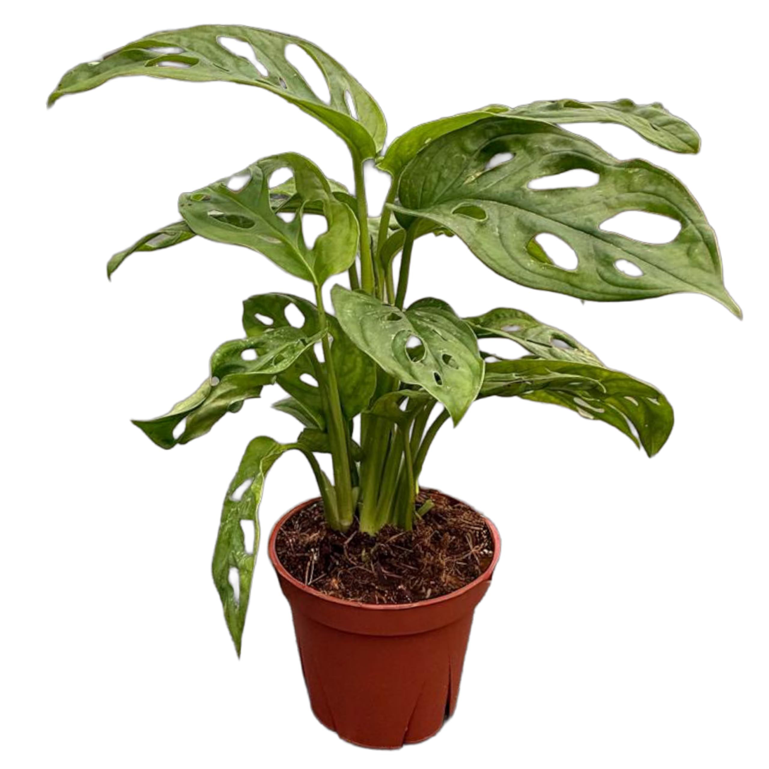 coollectiveplants Monstera Adansonii