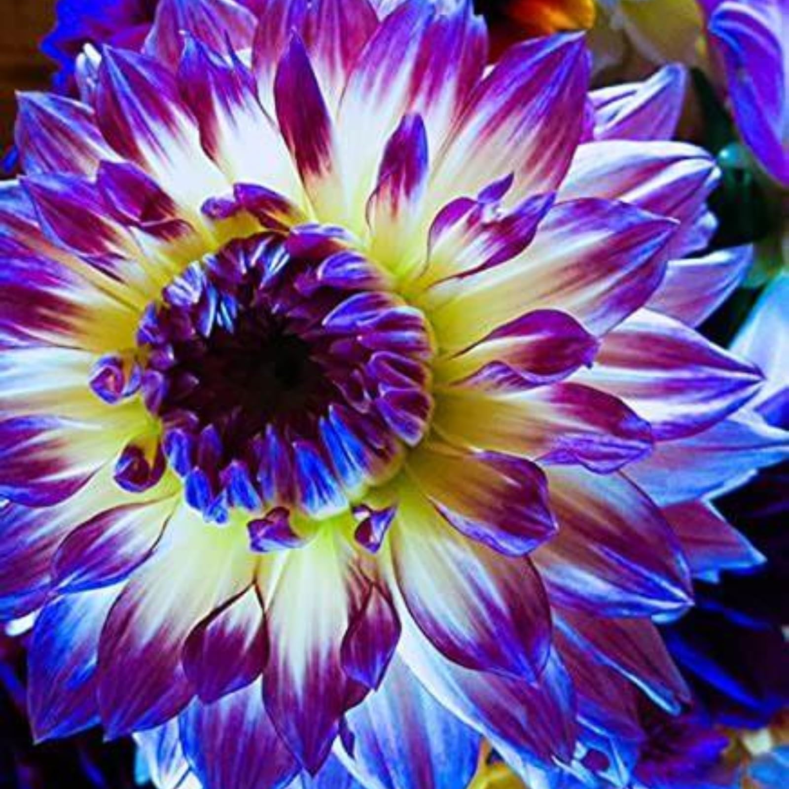 Dahlia Bulbs Mix for Planting Now UK,Hardy Perennial,Wedding Flowers,Strong Plants That Grow Well,Dahlia tubers Bulk,Beauty of Garden,Gift Ready-8bulbs-B
