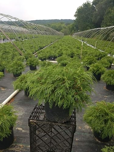 Miniatura 5 de Microbiota decussata (ciprés ruso) Evergreen, #3 - Tamaño Contenedor