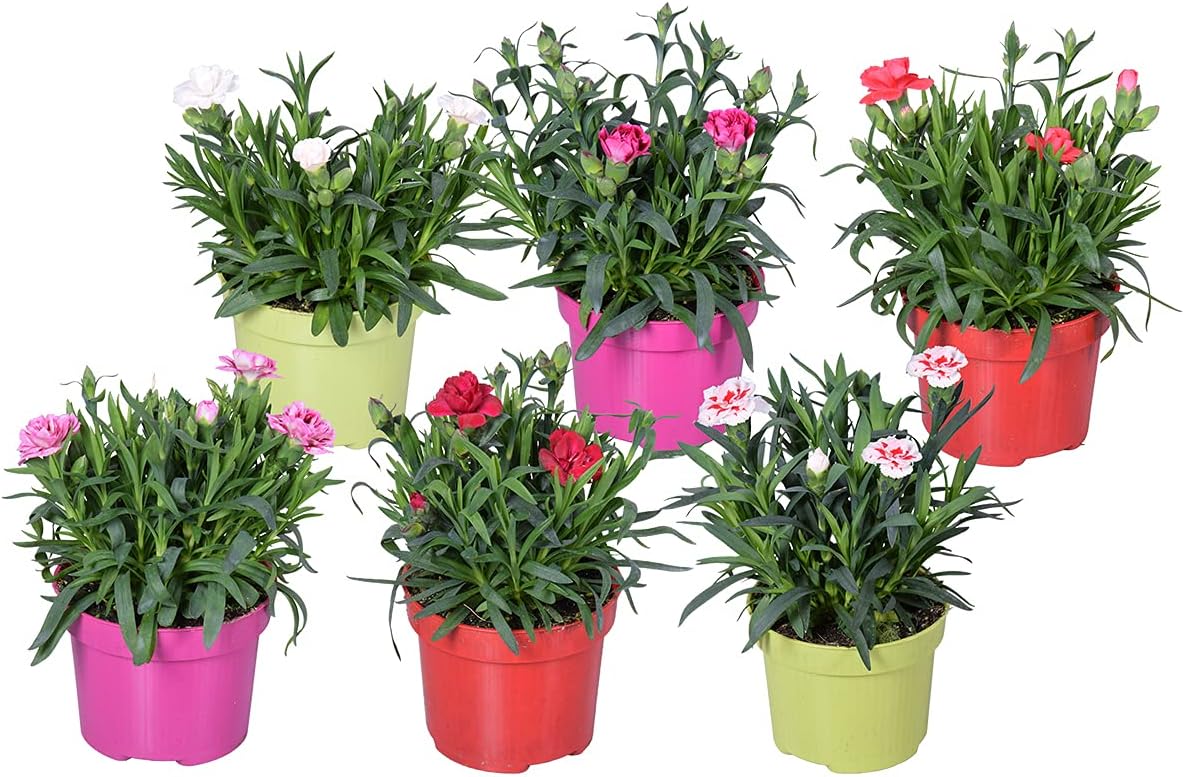 Bloomique - Lot De 6 Plantes De Bassin Zone 1&2 - Plantes Aquatiques Rustiques 15-25cm - Pot 9cm