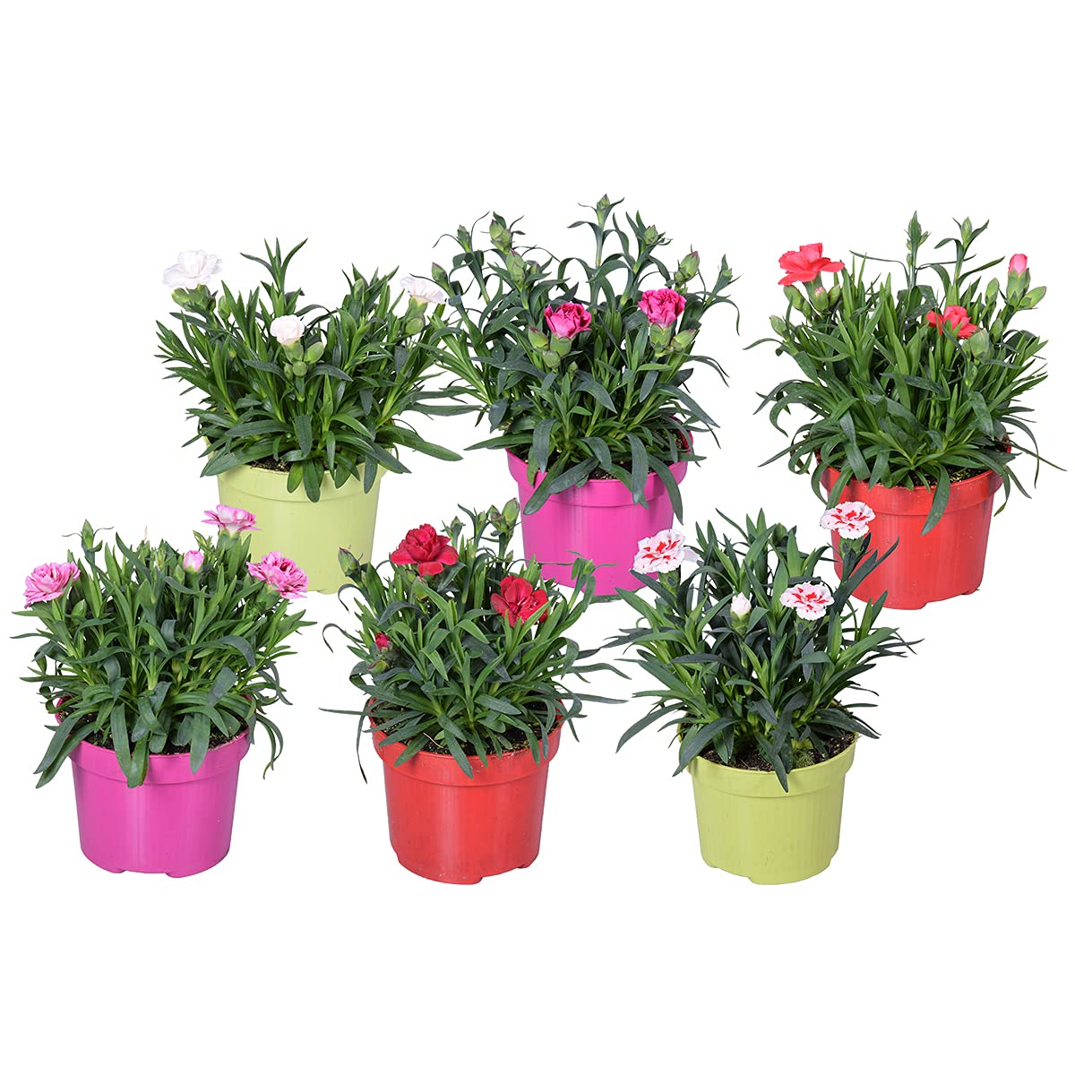 Bloomique - 6er-Mix - Dianthus - Nelken - Farb-Mix - Gartenpflanzen - Hhe  15-20 cm - Topf 10,5 cm : Amazon.de: Garten