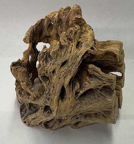 Vista 22 de Soportes de exhibición de plantas de aire grandes de madera cholla natural, soportes decorativos individuales únicos o soporte