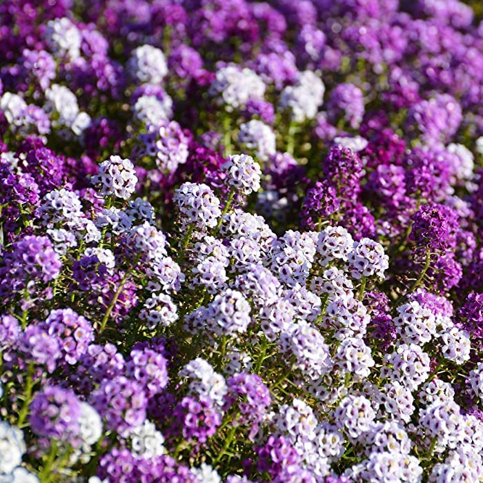 alyssum flower seasonal flower seeds for winter flower seeds for winter season home garden flower seeds 50 above seeds (B0BJVS5S13) Amazon Price History, Amazon Price Tracker