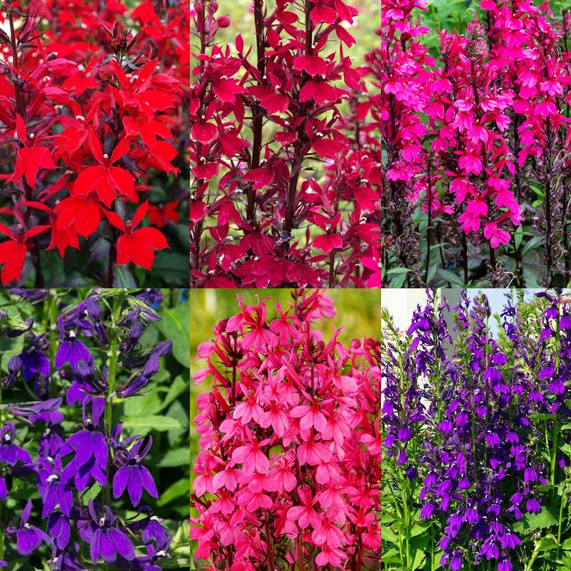 1000+ Lobelia Starship Seeds for Planting Outdoor Garden-Dwarf Cardinal Flower for Stunning Border Edging and Container