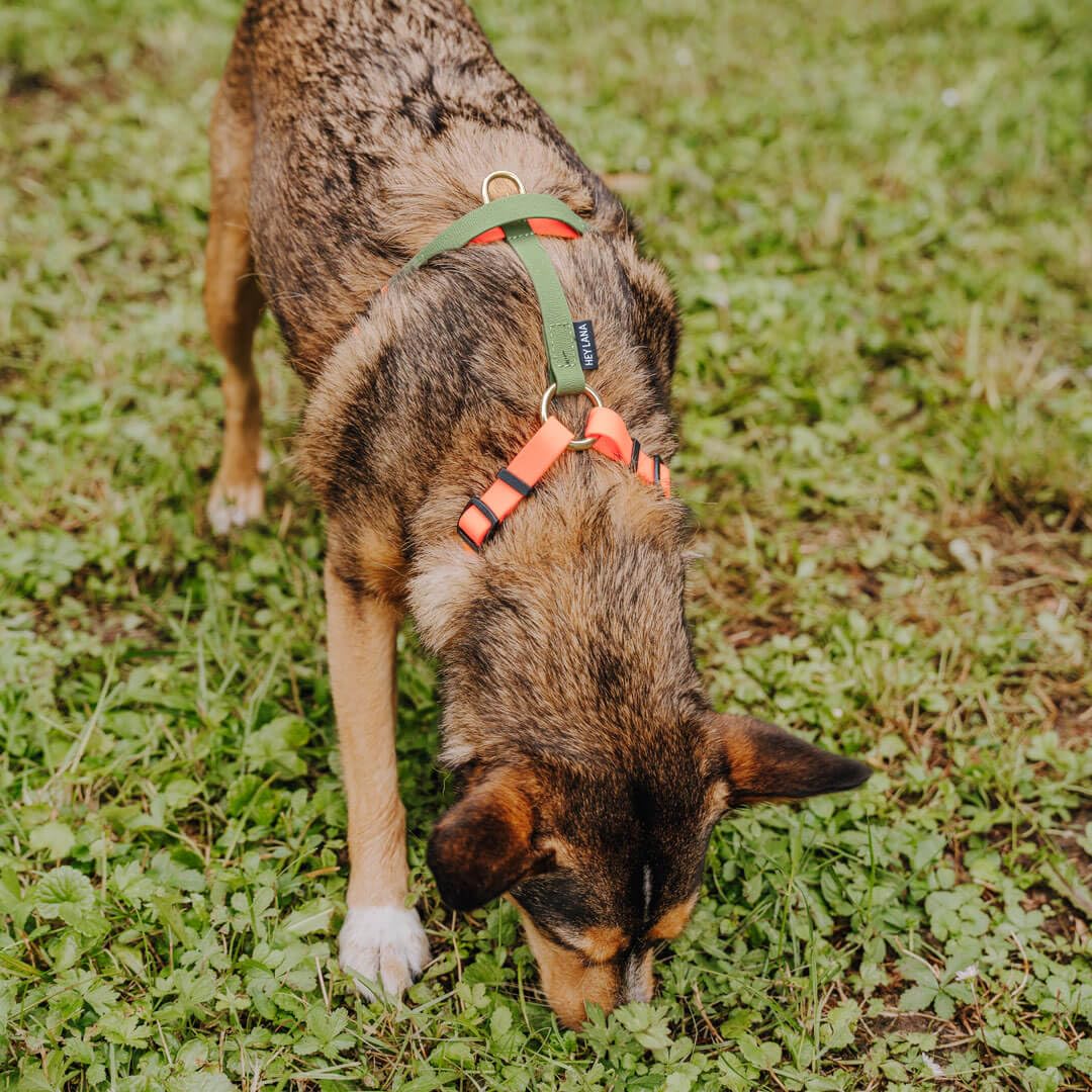 Pettorina per cani impermeabile, regolabile in 5 direzioni, Made in Germany, per razze da piccole a molto grandi, accessori per cani (M, arancione/verde)