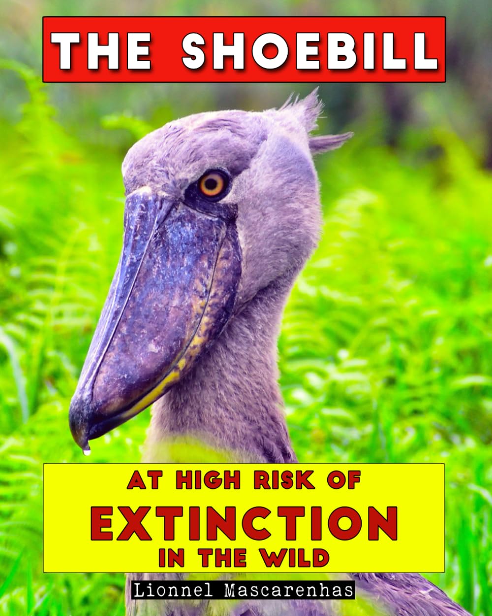 The Shoebill: At high risk of extinction in the wild: Mascarenhas