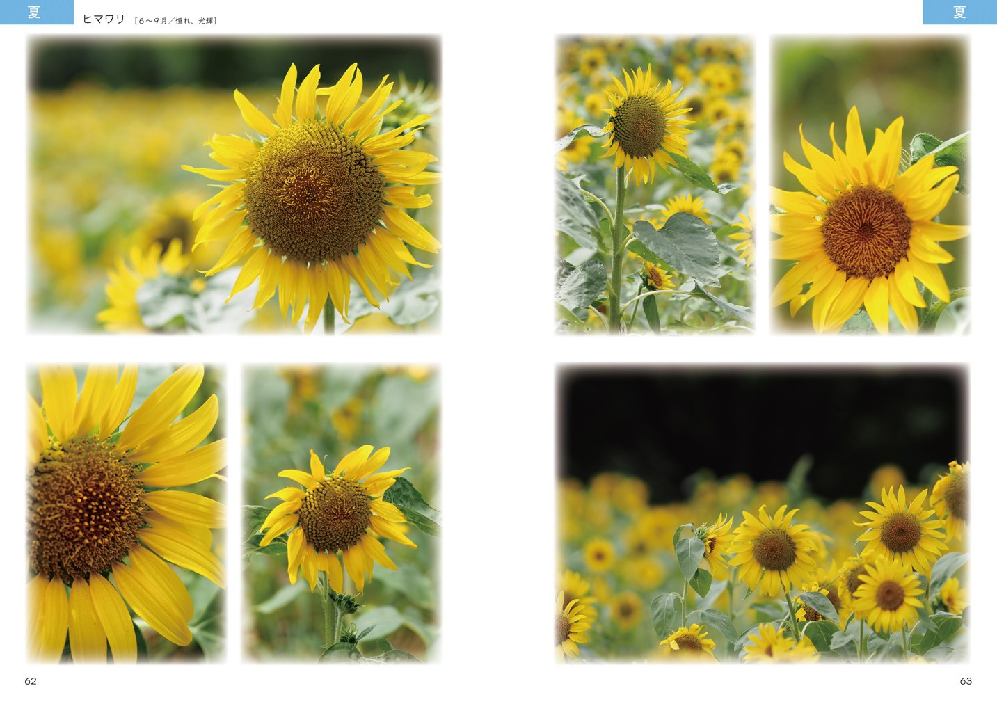 絵を描くための花の写真集 丹羽聡子 本 通販 Amazon