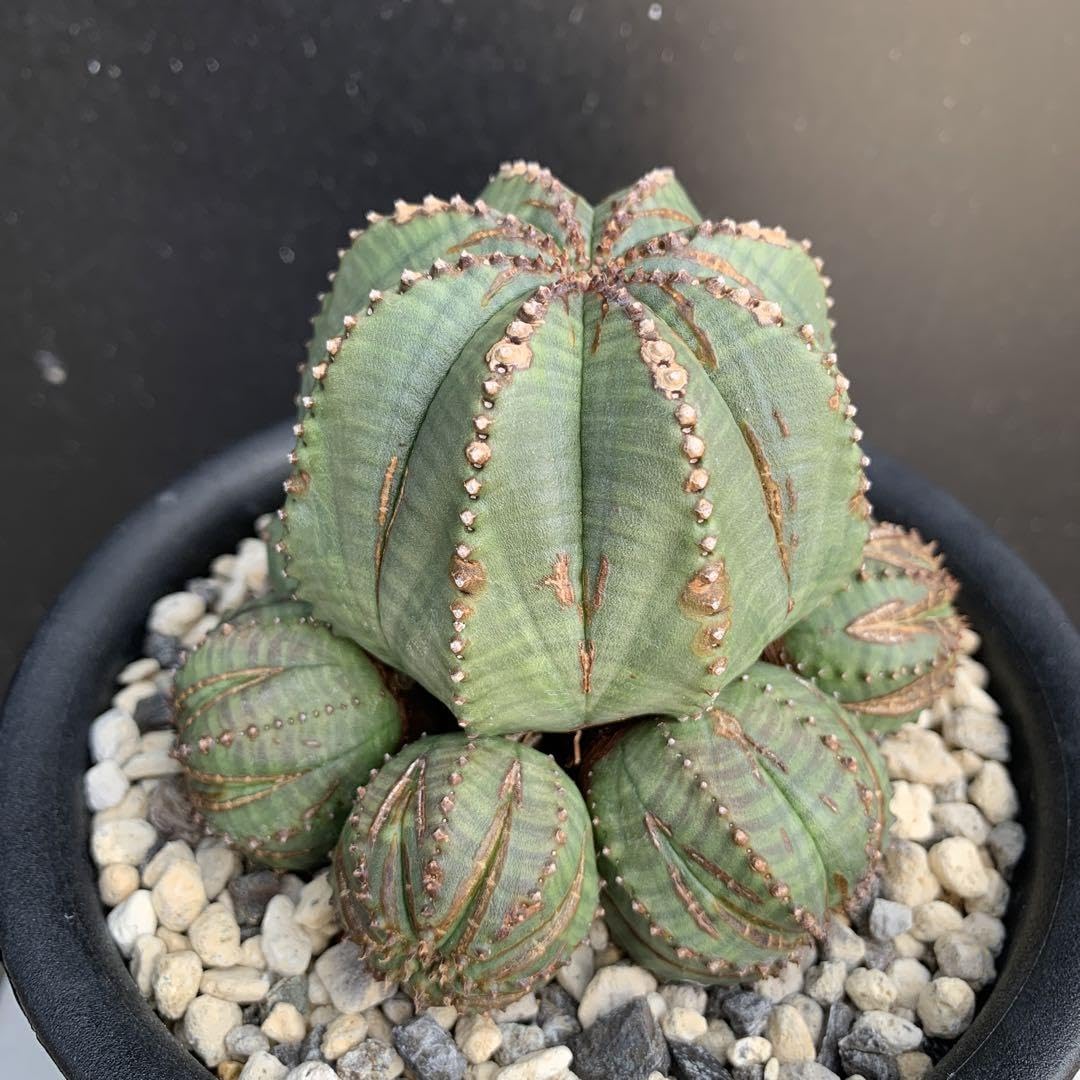 Amazon｜多頭オベサオベサカエスピトーサ 多肉植物 プラ鉢｜観葉植物