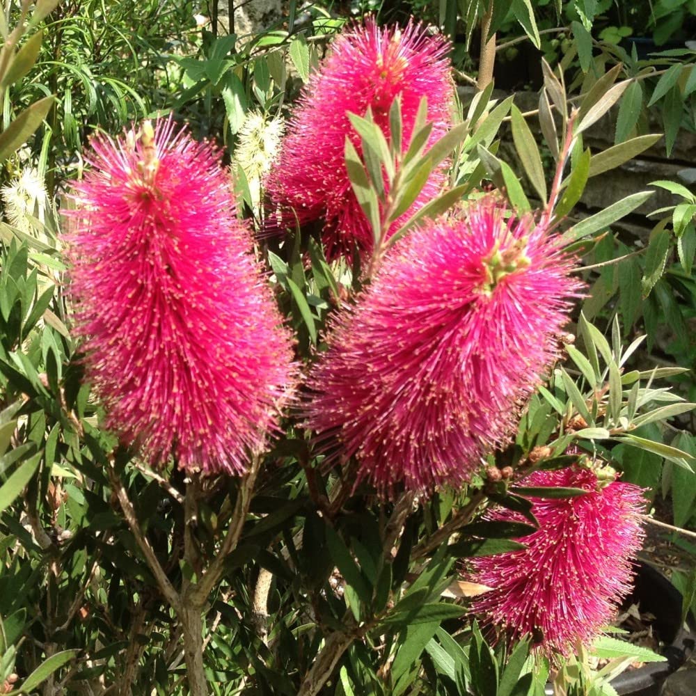 Callistemon Amarette Bottlebrush Tender Shrub New Variety Compact Habit Red-Pink Flowers Evergreen Narrow Foliage 1x 9cm Pot Supplied By Thompson and Morgan
