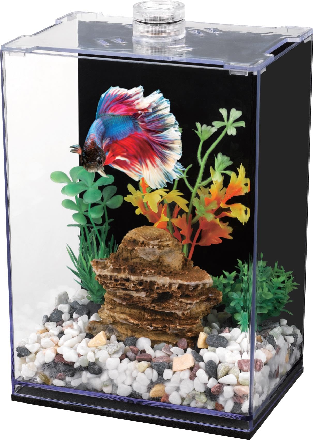 vivarium pour poisson combattant avec