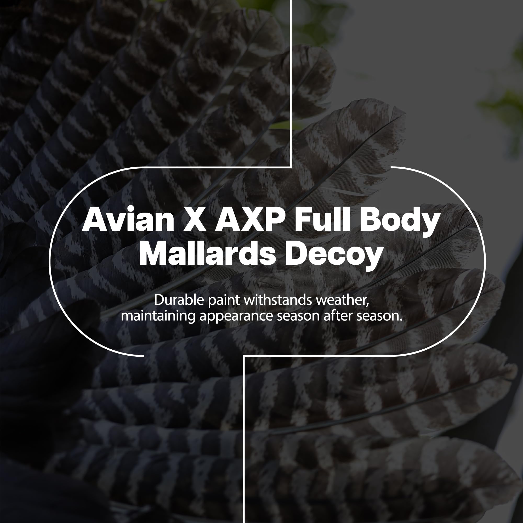 Avian-X AXP Full Body Mallards Decoy with Durable Materials, Wind Activated Motion System, and 6 True to Life Postures, 6 Pack, Multicolor