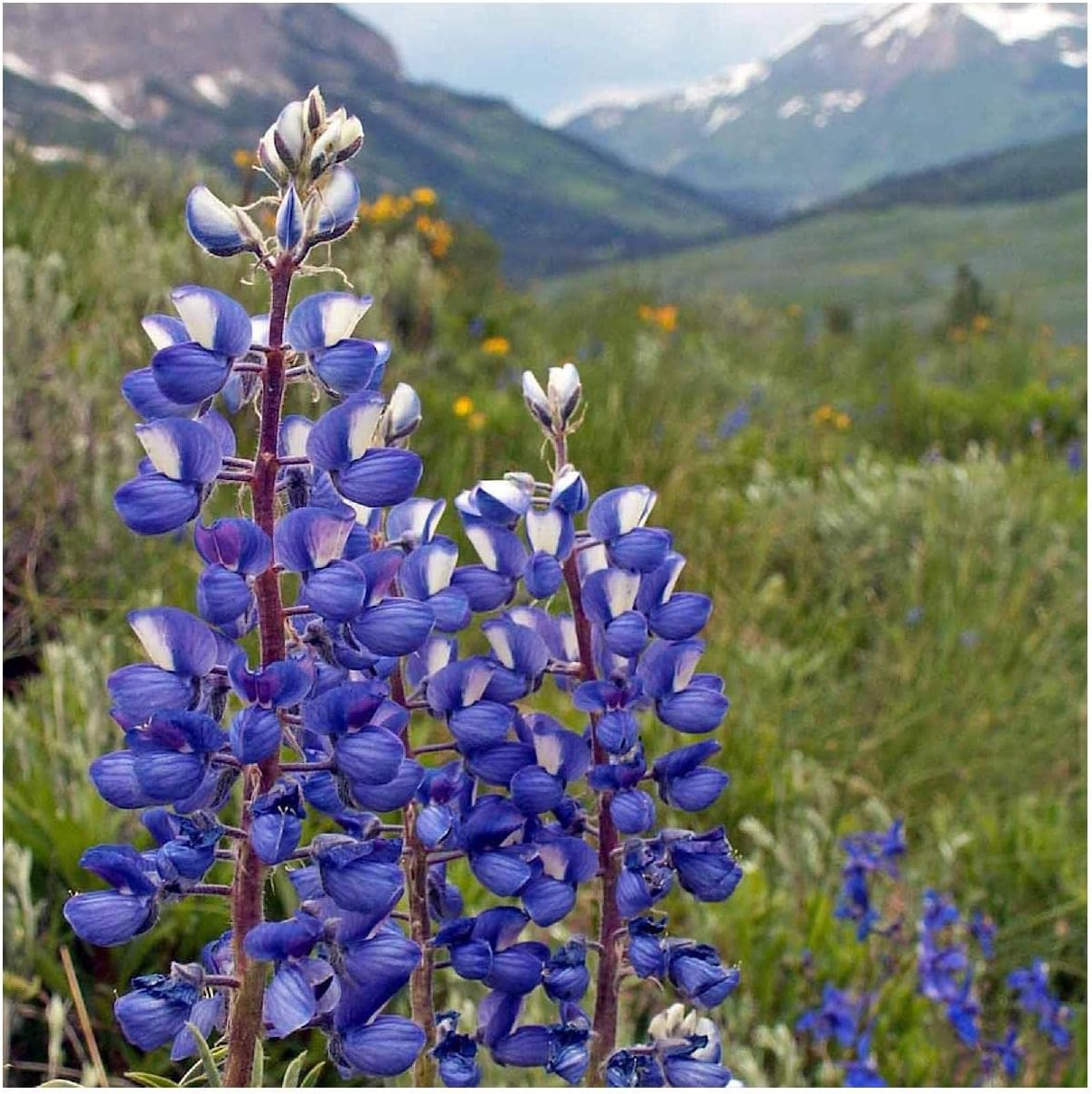 Everwilde Farms - 1/4 Lb Mountain Lupine Native Wildflower Seeds - Gold Vault