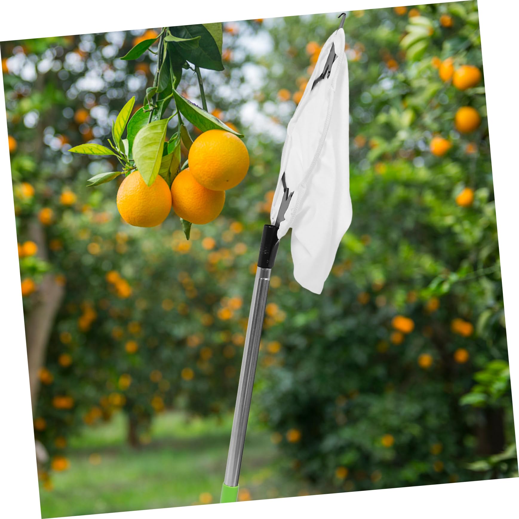 iplusmile 1juego Recolector De Frutas Extensible Cesta Padded Herramienta De Recolección De Manzanas y Varilla Ajustable De Árboles Frutales