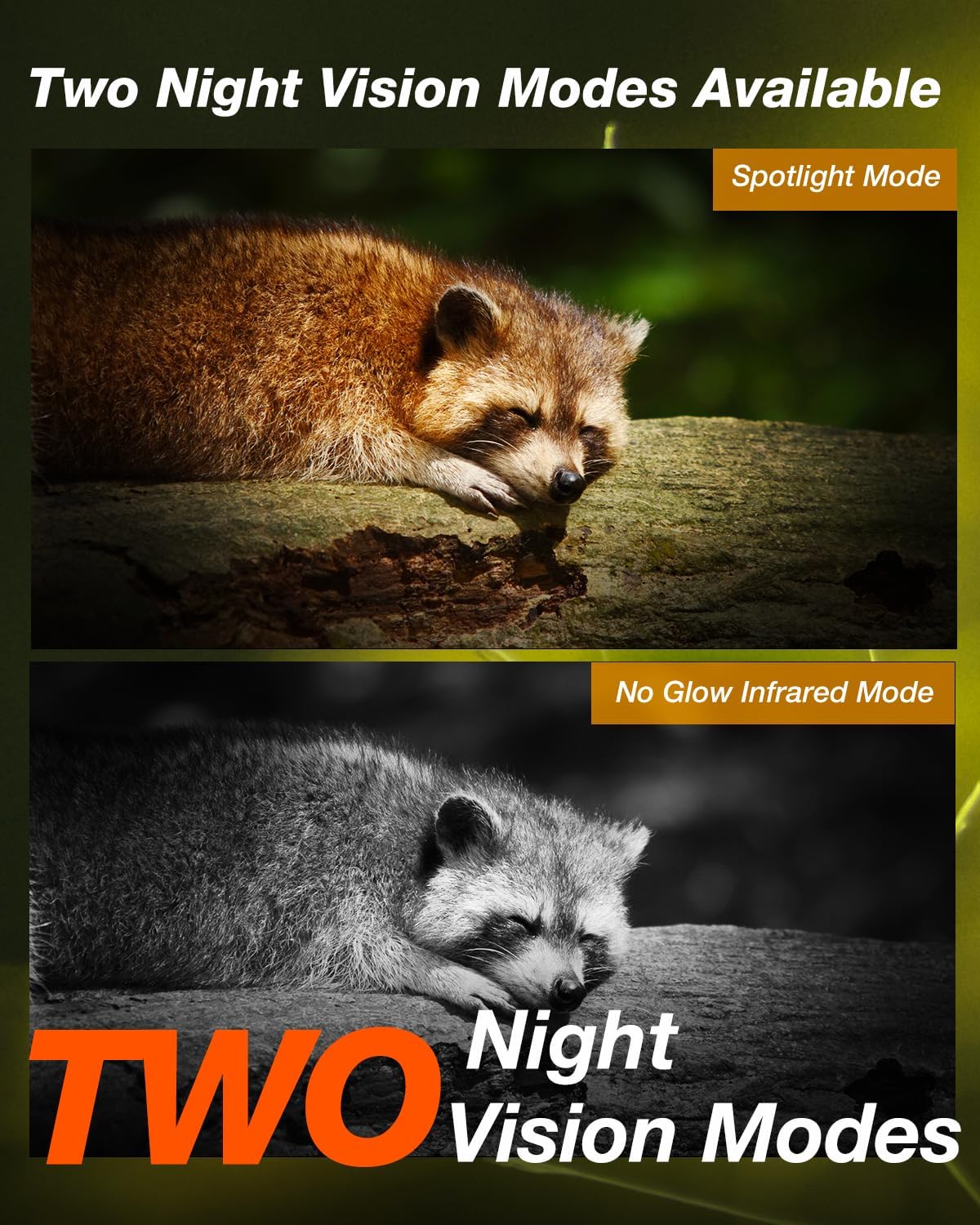 Raccoon shown in two night vision modes: Spotlight Mode (color) and No Glow Infrared Mode (black and white).