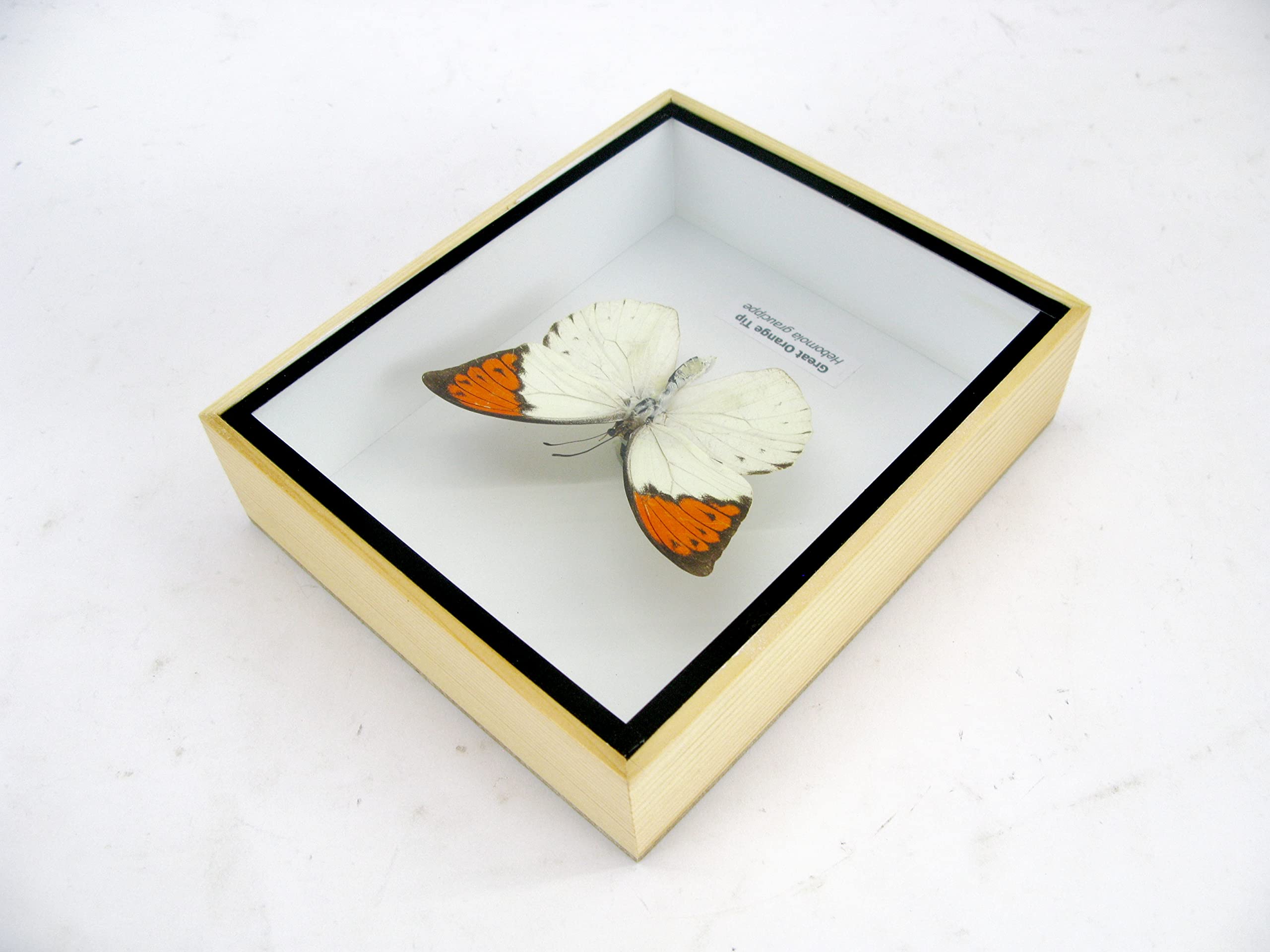 asiahouse24 Ein echter exotischer präparierter Schmetterlinge im Bilderrahmen Wandbild Schaukasten Entomologie Taxidermie (Great Orange Tip)