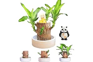 FETNHU Lucky Wood Plant