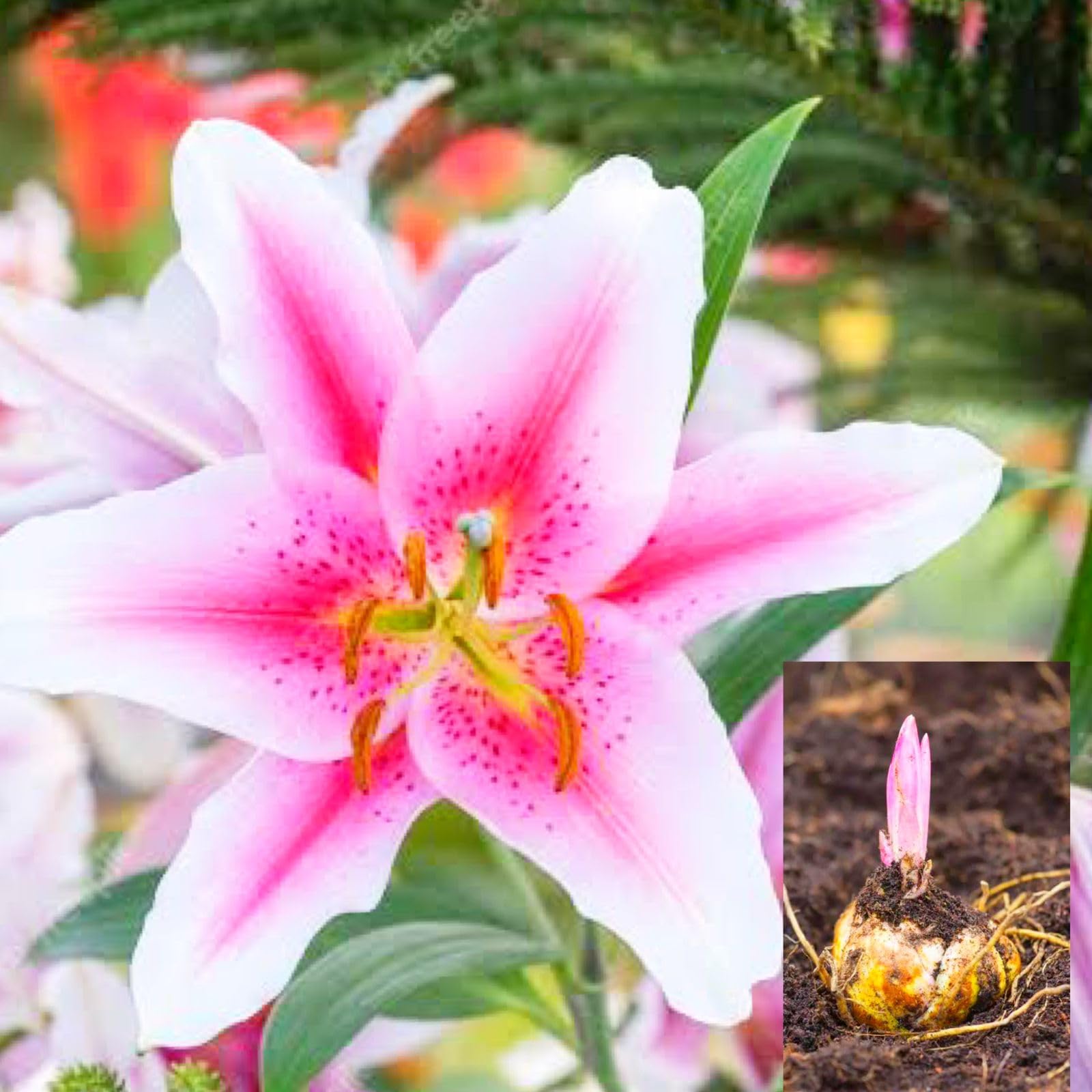 Lily-VENUS-ONLINE Lily Flowering 2 bulbs Fragrant Flower Plants Seeds for Home Gardening; Best for Monsoon/Rainy Season.