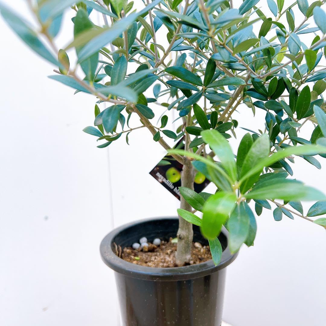 Amazon.co.jp: 創樹 オリーブの木 オリーブ ネバディロブランコ 49番