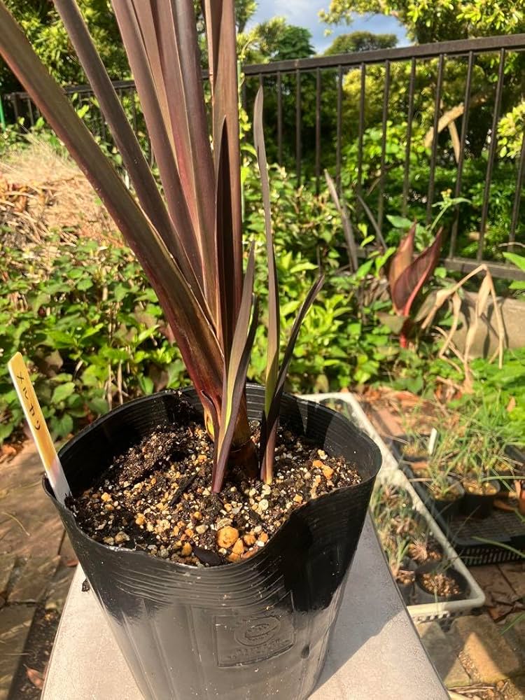 Amazon.co.jp: ニューサイラン チョコレートクッキー 銅葉 5号