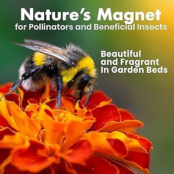 marigoldsさん専用２　1000 Amazon.com : NatureZ Edge Marigold Seeds Mix, Over 5600