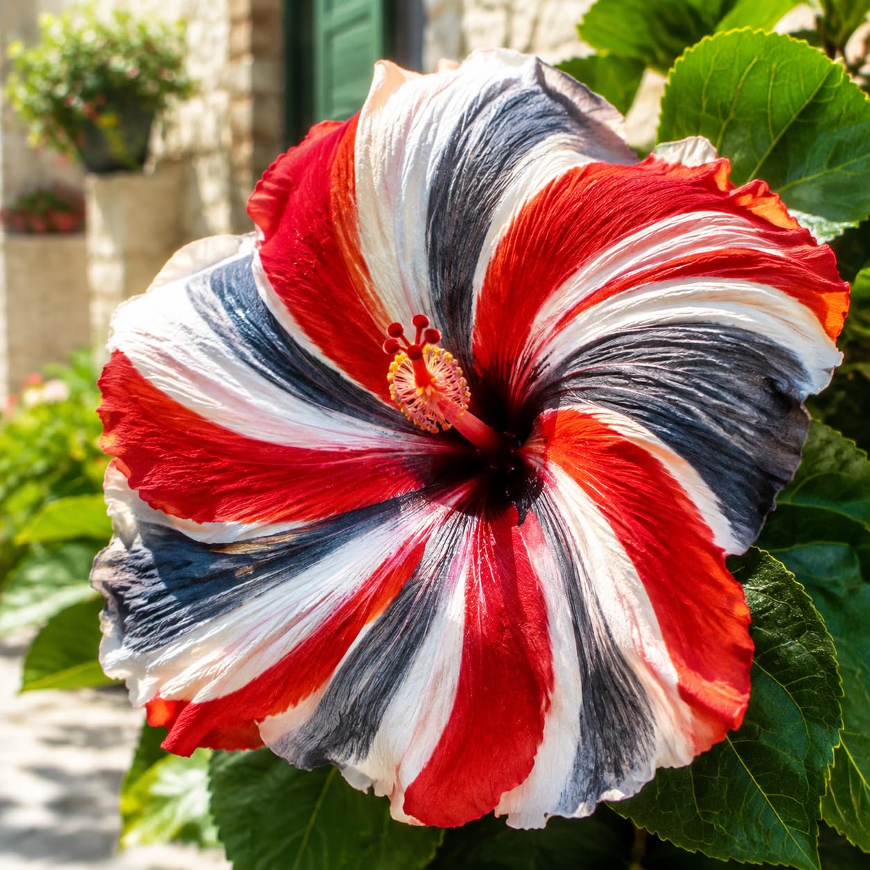 Exotische,Farbenfroh- Nachhaltige Geschenke-Schnell-Wachsend-pflegeleicht-Super Kollektion-4 Gartenhibiskus-D